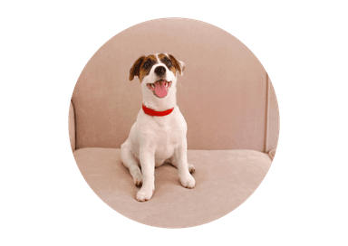 Daphne, Jack Russell Terrier